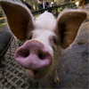 Russia: Pigs chosen to detect pyrotechnics?
