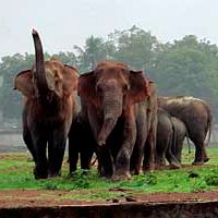 India: Herd of elephants invaded a stadium