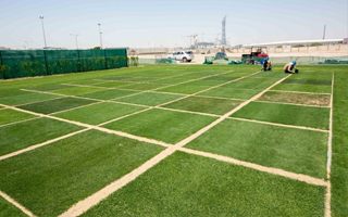 Qatar 2022: Perfect turf for the World Cup already growing