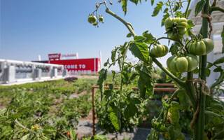 California: Levi’s Stadium growing its own tomatoes