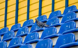 Germany: Unusual match in 2. Bundesliga - stadium vs. birds